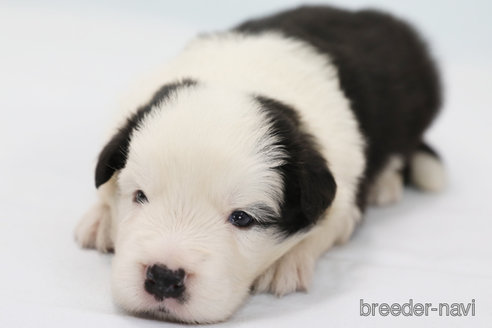 成約済の神奈川県のボーダーコリー-324644の1枚目